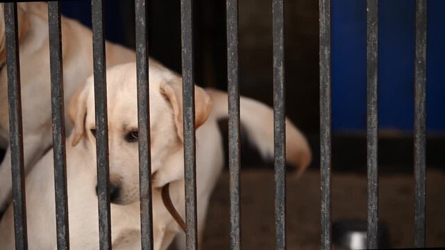 Pets, full of hope, patiently waiting for loving owners, sitting in kennel, playing with each other. Dogs seeking shelter, hoping for caring owners and love. The concept of homeless dog shelter.