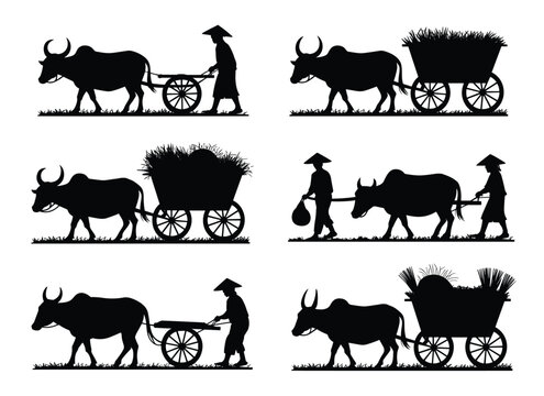 Vietnamese farmers with water buffalo and carts a striking silhouette