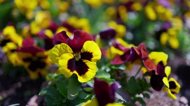 pansies gently swaying in the wind
