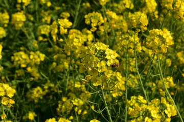 Fototapeta premium 菜の花