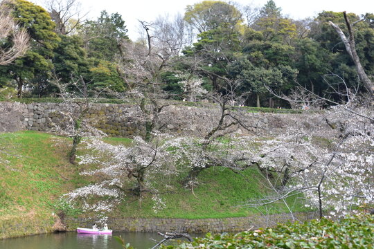 千鳥ヶ淵緑道の桜