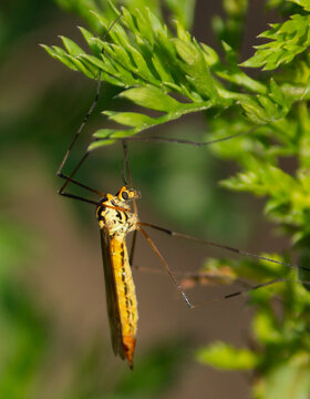 mosca grua