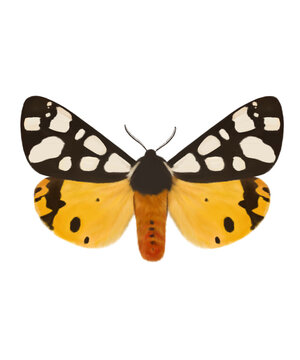 cream spot tiger moth