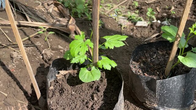Young Momordica charantia plant ready to climb a wooden pole, fresh green leaves and tendrils, natural garden growth, healthy organic vegetable in outdoor setting.