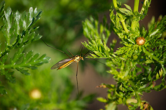 mosca grua