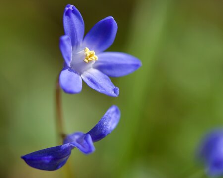 blue iris flower