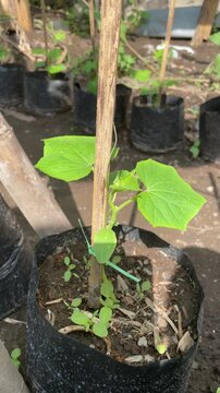 Basella alba vine growing and climbing a wooden support, displaying fresh green leaves, natural garden scene with healthy edible plant and vibrant organic growth.
