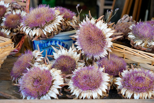 Dried Thistle Flowers in Rustic Southwest Arrangement