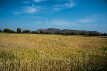Fototapeta premium Wheat field and countryside scenery