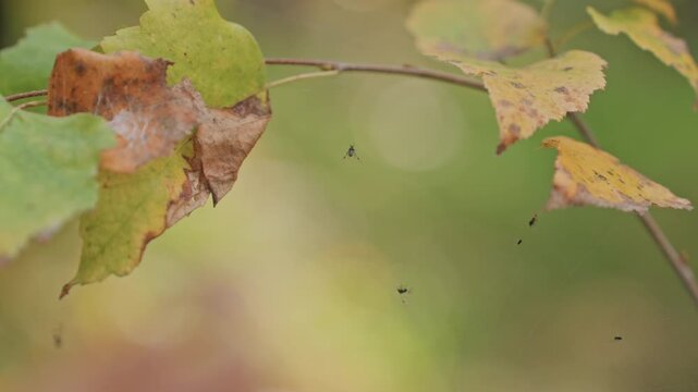 Autumn leaf closeup with insects soft bokeh background, warm sunlight filtering through yellow and green foliage, tiny midges hovering around decaying leaf edge, tranquil forest campsite atmosphere,