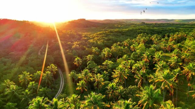 Coqueiros na Praia de Maragogi ao por do sol no estado de Alagoas visto de cima com drone 4k