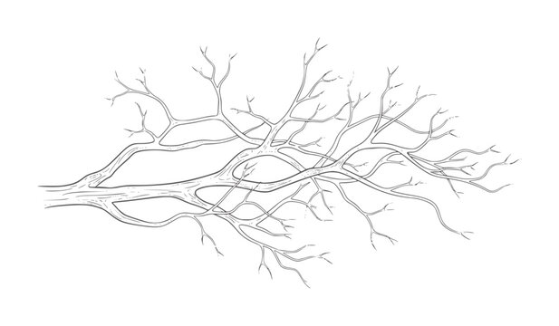 Monochrome of branching dendrites or rootlike structures black white branches