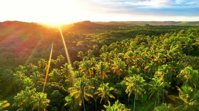 Coqueiros na Praia de Maragogi ao por do sol no estado de Alagoas visto de cima com drone 4k