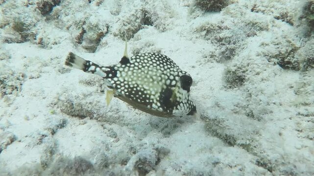 Seabed, swimming fish and white sand. Swimming and feeding fish, Smooth trunkfish (Lactophrys triqueter, Ostraciidae). Underwater video, scuba diving with the marine life. Ocean wildlife footage.