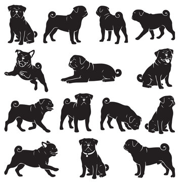 black and white vector silhouette set of Pug dog