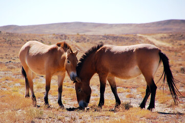 Fototapeta premium Przewalski’s horses standing in desert grassland, Xinjiang, China