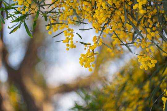 Mimosas en flor ramas amarillas