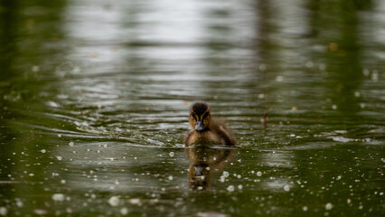 Fototapeta premium Mallard Duckling Swimming with Reflection on Water, Guadalajara, Spain