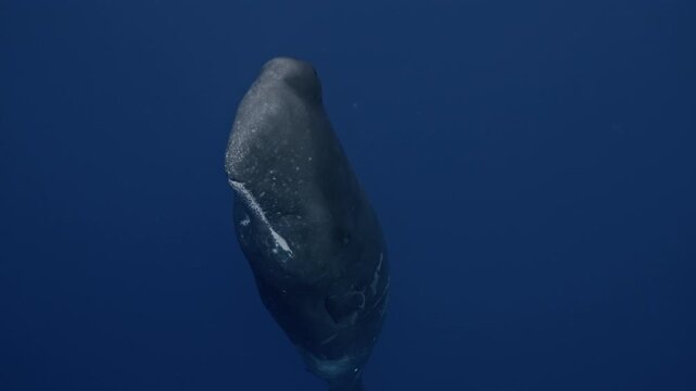 Sperm whale portrait in deep blue water, majestic giant of the ocean, calm and powerful, captured in a close-up side view with soft natural light.
