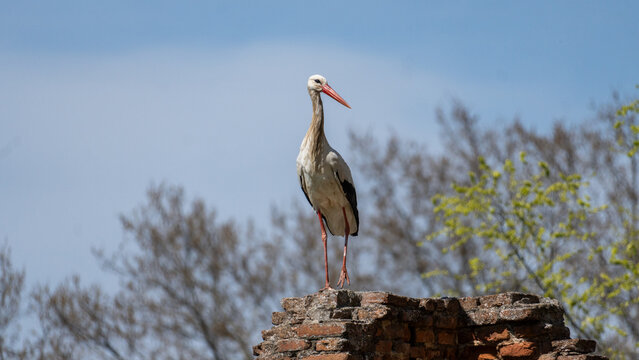 White Stork Standing on Rooftop in Alcal&aacute; de Henares, Spain