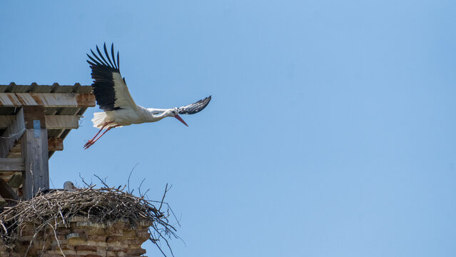 White Stork Taking Flight from Nest in Alcal&aacute; de Henares, Spain