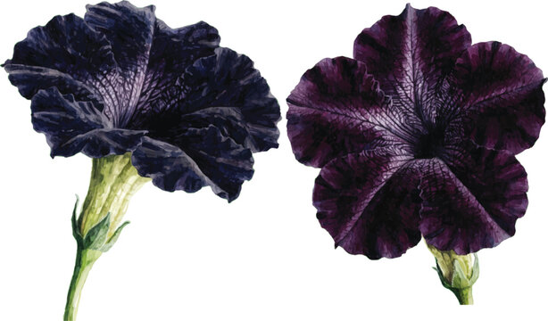Two Dark Purple Petunia Flowers Isolated on White