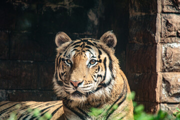 Bengal Tiger Resting © Sithila