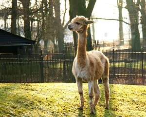 llama in the zoo © Sylwester