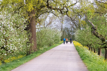 Fototapeta premium People cycle along a picturesque path with blossoming fruit trees in the Betuwe in the Netherlands.