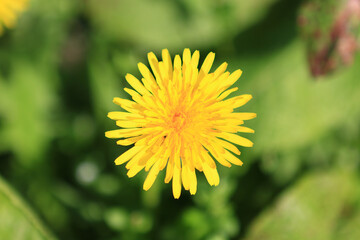 Dente di leone © gio74