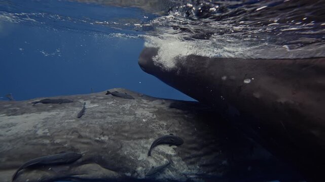 In the vibrant waters of Mauritius, two sperm whales gently rub against each other, their textured skin shedding in patches. Remoras cling nearby, enhancing the captivating scene
