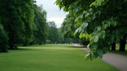 Obraz premium A serene park pathway winding through lush green trees and lawns with distant figures enjoying the outdoor scenery