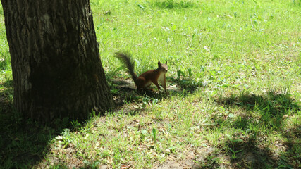 Fototapeta premium Red Squirrel Standing by Tree in Sunlit Grass