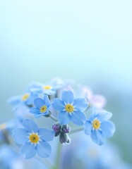 Obraz premium Forget-me-not flowers