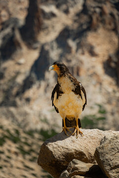 Aves 
