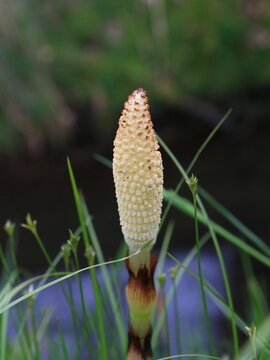 Equisetum