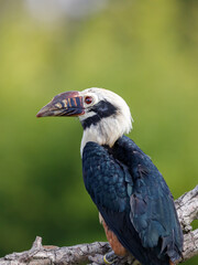 Fototapeta premium A Visayan Hornbill on a branch