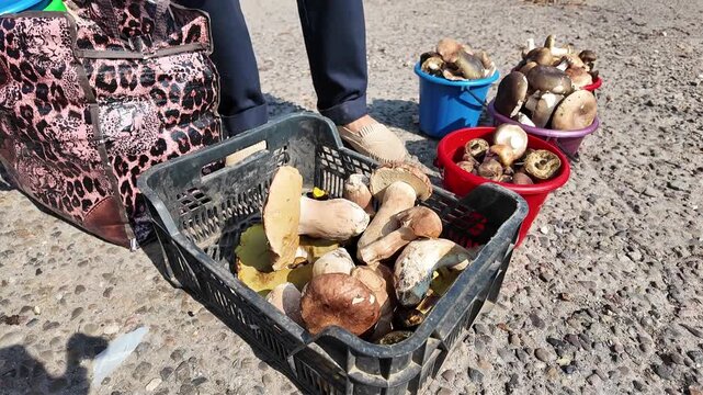A person selling wild forest mushrooms on a sidewalk at an informal street market. Unverified origin food offered outdoors in an urban environment. Close-up.