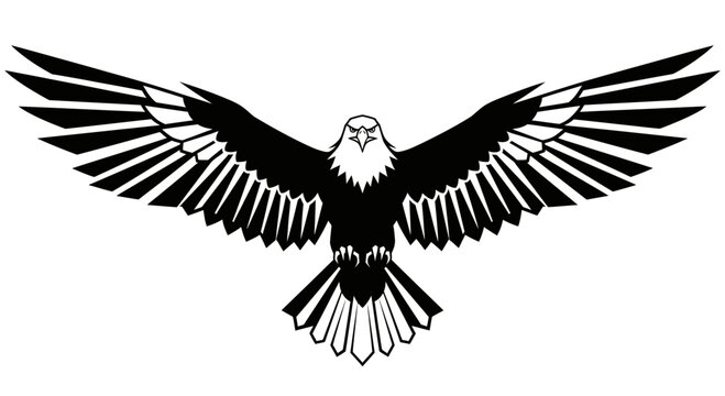 Black and white eagle flying solo.