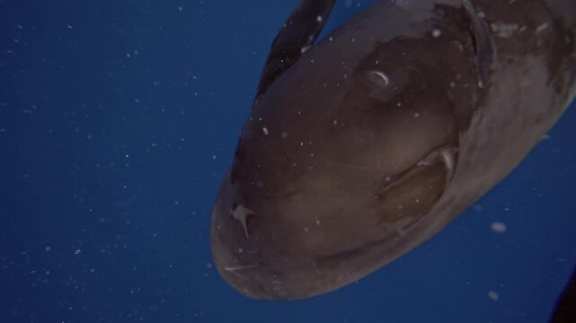 Two sperm whales engage in socialization by rubbing against each other and gently biting one another. This interaction fosters their bond. Nearby fish cling to their skin, and defecation occurs