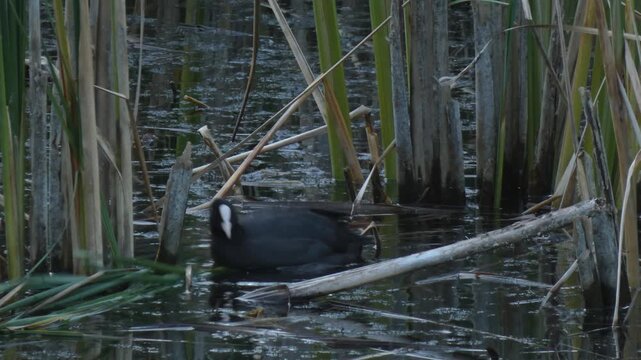 Two black Eurasian coots (Fulica atra), medium-sized waterfowl, foraging and searching for food in the marsh water. Natural lighting, overcast. Survival instinct and Vitality.