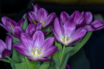 Obraz premium A Bouquet of Purple Tulips