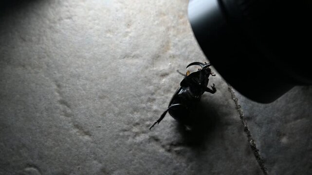 Tortoise and rhinoceros beetle on the grass