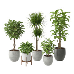 Fototapeta premium A collection of five different green indoor house plants standing in simple modern ceramic pots