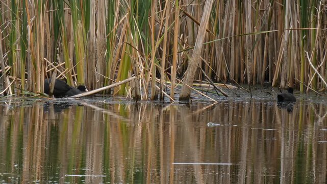 Wide shot showing a swimming coot and a common toad moving through water. Natural lighting, Wide shot, Overcast. Interconnection and Diversity.