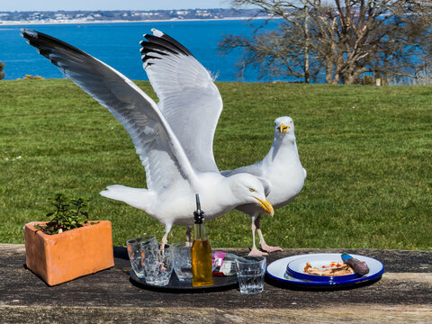 Seagulls interacting on outdoor table by the sea at Studland beach Dorset UK
