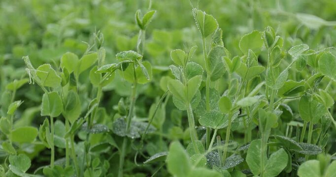 Green pea Shoots with dew grow in the garden