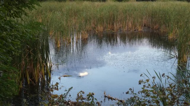Lush green reeds on the shore and white clouds reflected in still water of marshy pond, Natural lighting, Wide Shot, Growth. Growth and Renewal.