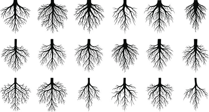 Collection of black tree root silhouettes showing underground plant growth systems organic fiber patterns and botanical branch shapes for nature concept vector design elements.
