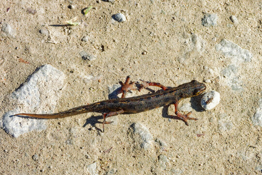 Common lizard (Zootoca vivipara) walkin around in spring.